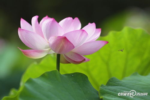 淡极始知花更艳,花到无艳始称绝，淡极始知花更艳愁多焉得玉无痕什么意思