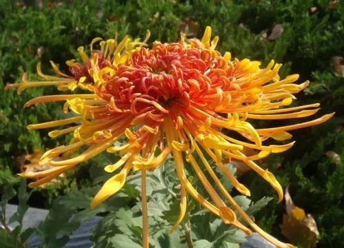 春兰秋菊造句，春兰秋菊是成语吗