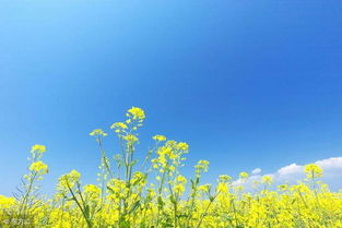 填空:一( )春天。括号里填写什么?