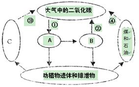 海洋生态系统英语，生态系统英语可数吗
