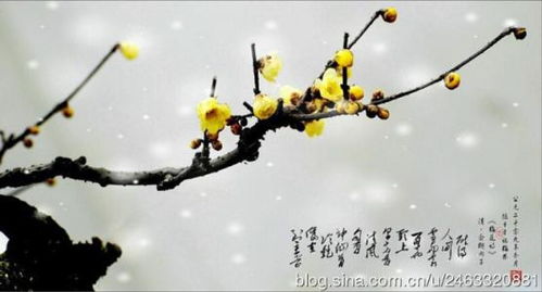 梅花绝句王安石