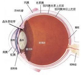 眼球发红充血怎么回事，眼球突出