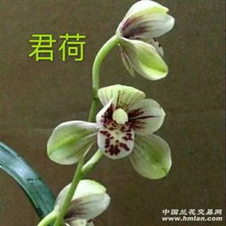 君荷兰花特征 兰花君荷品种性状是怎样的