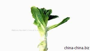 cabbage和lettuce是可数名词还是不可数名词如果是可数