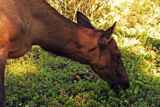grazing animals，grazing rates