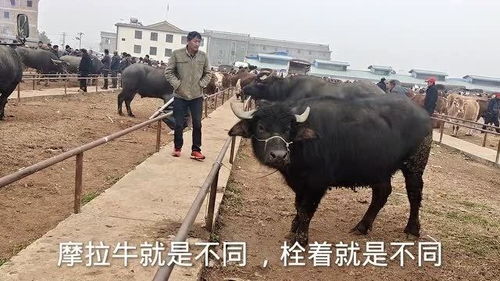情侣口中的土牛是什么意思