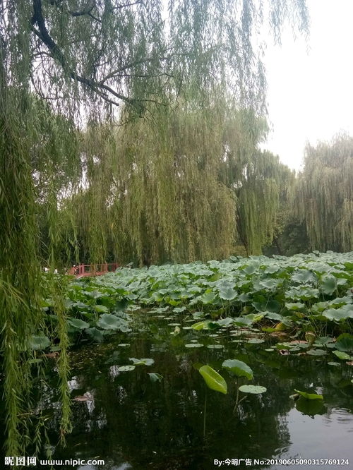 河边柳树图片大全，河边柳树图片古风