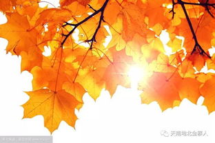 秋天的太阳叫什么雅称，秋天的太阳雅称