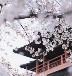 云想衣裳花想容,后面一句是什么?