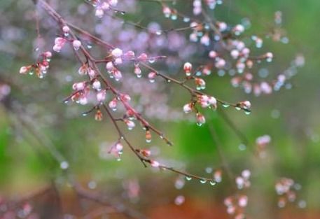 春雨贵如油的意思