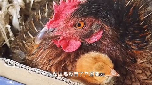 鸡是怎么叫的