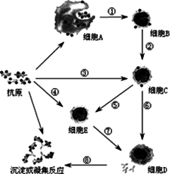 效应B细胞,效应T细胞介绍