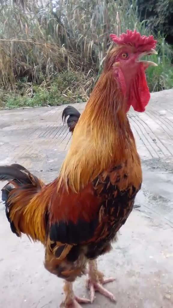 鸡怎么叫 叫声，鸡怎么叫 叫声怎么写