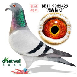 长城放鸽歌曲，长城放鸽小学音乐教案