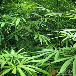 大麻的主要价值