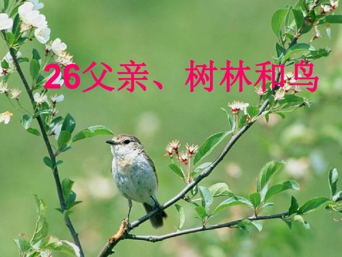 父亲树林和鸟表达了什么主题，父亲树林和鸟主要内容