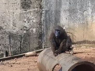 狒狒读音是什么意思读，狒狒读音是什么动物