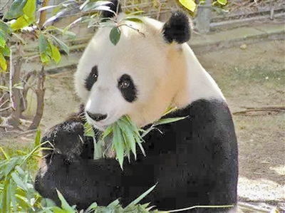 老虎的英语单词，两只熊猫的英语单词