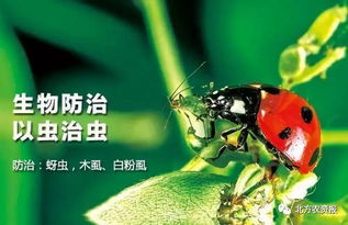 《以虫治虫》原文及翻译