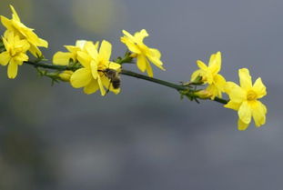 《迎春花》幼儿园春天教案