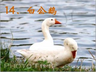 白公鹅的特点