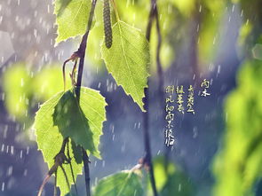 雨水是什么意思