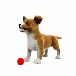 corgi beauty，corgi是什么意思