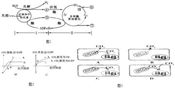 效应b细胞是不是浆细胞，效应B细胞是淋巴细胞吗