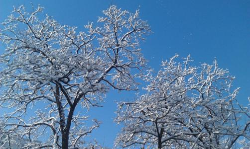 忽如一夜春风来千树万树梨花开是什么季节开放，忽如一夜春风来整首诗