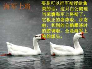 白公鹅课文，白公鹅和白鹅的共同点和不同点