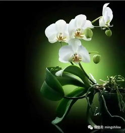 农历七月又叫什么