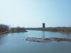 白浪河湿地公园植物种类?