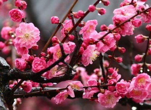 梅花气味是什么样的?，梅花气味的描写的句子