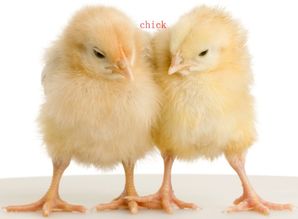 chicken的复数