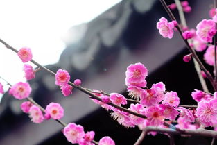 梅花有香味吗
