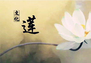 荷花的作文500字