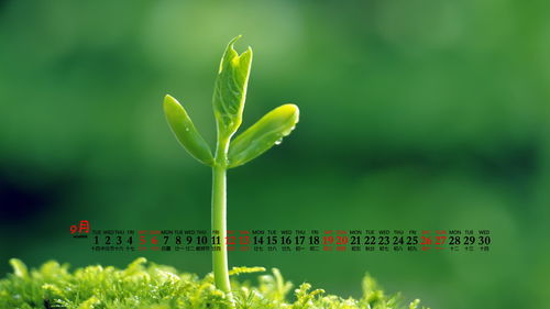 欣欣向荣怎么造句