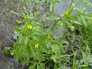 石龙芮的别名，石龙芮外敷治疗腰椎间盘突出