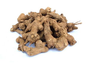 白术是什么植物，白术是什么时候出的