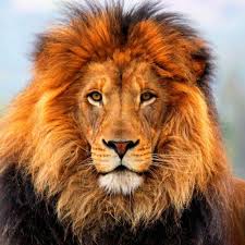 lion是什么意思啊?