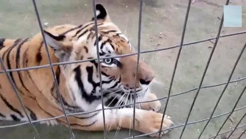 猫和老虎到底有什么渊源?