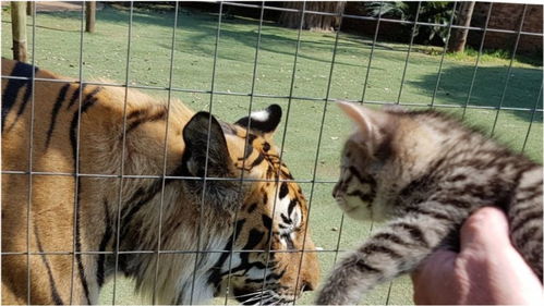 猫和老虎可以繁殖吗，猫和老虎的相同点和不同点