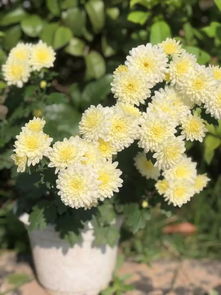 百花凋零和光彩耀人是不是成语?