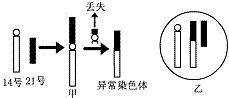 单倍体与多倍体的各自特点