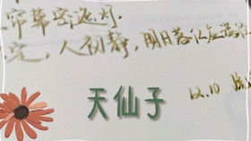 张先原文_翻译及赏析
