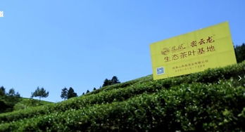 密云龙的冲泡方法