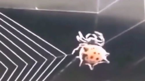 神奇的什么?雄壮的什么?秀丽的什么?壮观的什么?恰当的词语