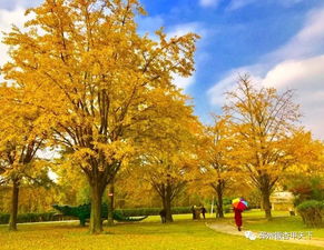 秋天来了的作文