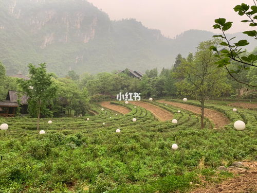 禾田是词语吗，禾田集团