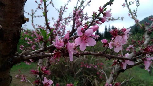 桃花行原文及翻译，桃花行林黛玉原文